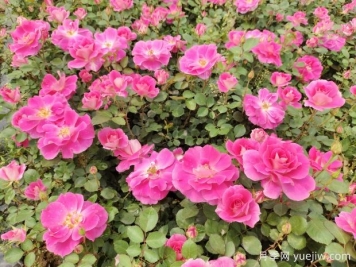 仙境盆栽月季杯苗粉色丰花，绿化工程批发