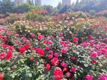 郑州月季公园40万株月季竞相绽放，感受花漾生活